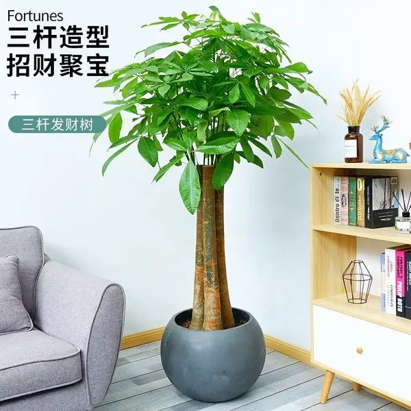 三杆发财树