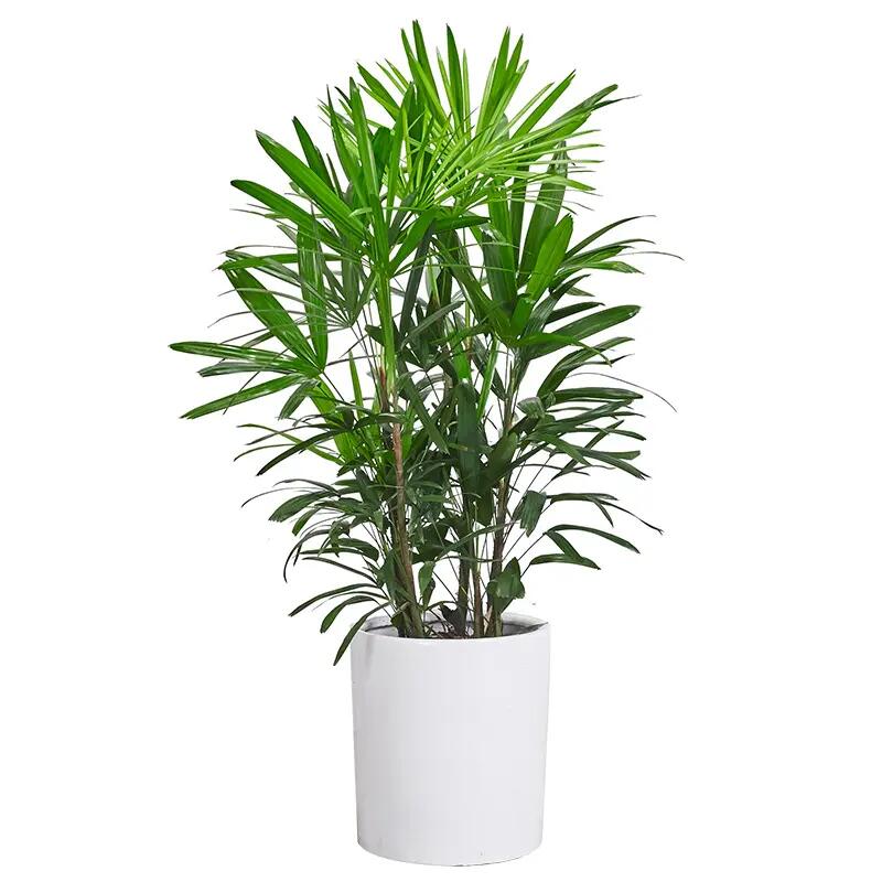 棕竹