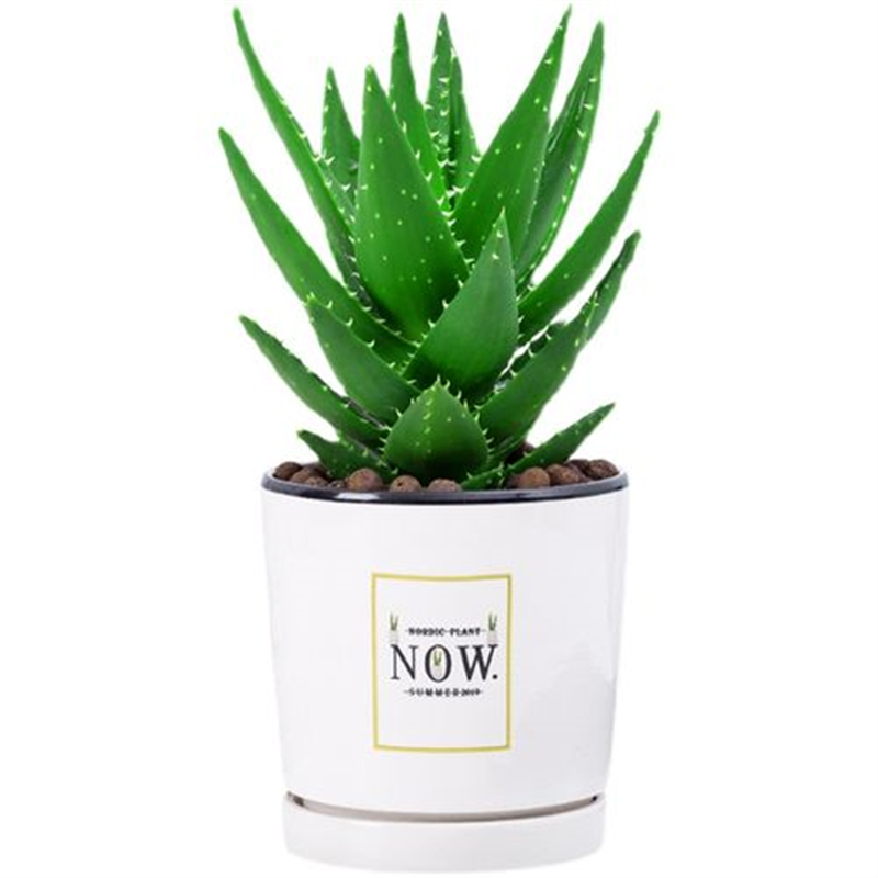 芦荟