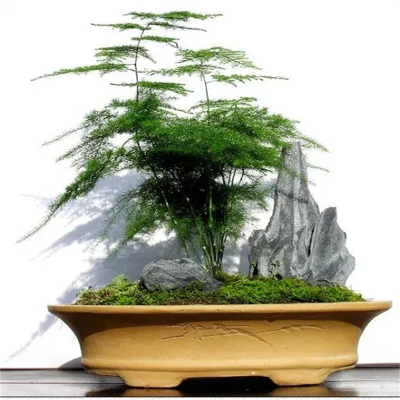 文竹.
