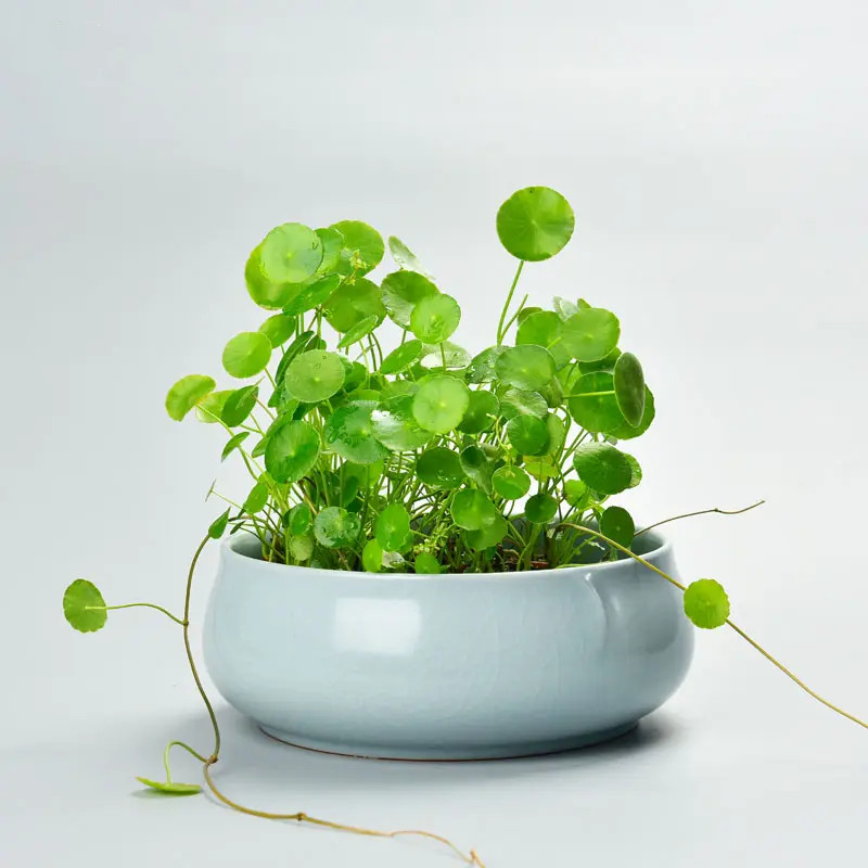 铜钱草