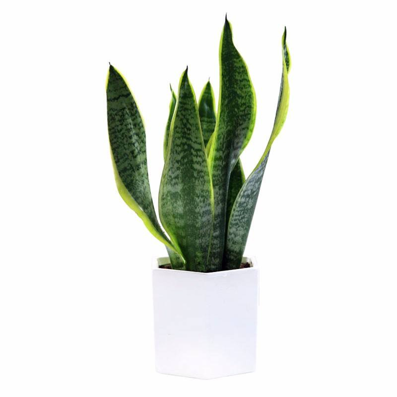 小虎皮兰
