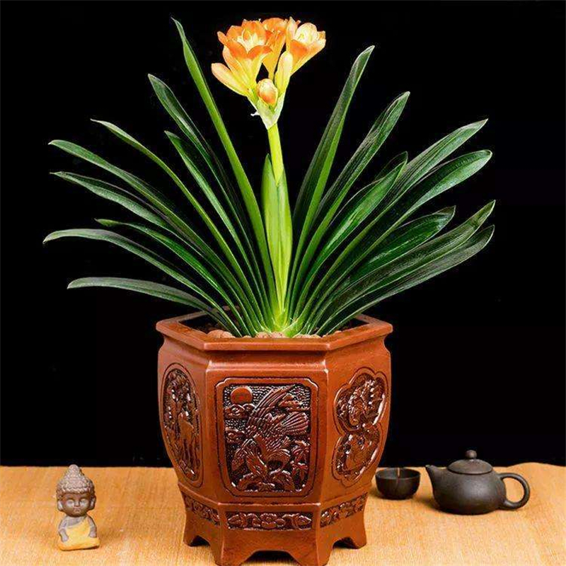 开花君子兰
