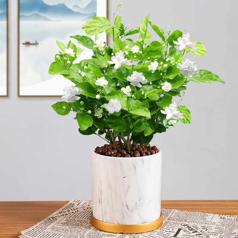 茉莉花